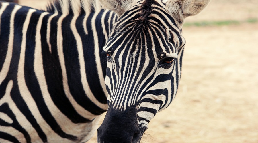 2-Day Serengeti & Ngorongoro Safari from Karatu
